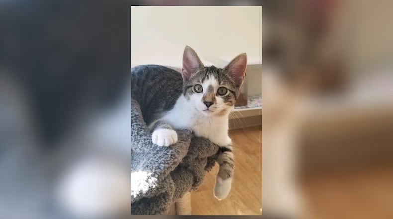 Lois has the cutest button nose and is your typical playful sweet 4-month-old kitten. She and her siblings are very friendly and will do well in just about any home. Come meet them in the Cattitude Room at the Paws Animal Shelter, 1535 West U.S. Highway 36, Urbana. And it’s Christmas in July. For the rest of this month, adoption fees for any kittens born last year (so unfortunately Lois doesn’t qualify) will be reduced to $50. Check out PAWS at www.pawsurbana.com, on Facebook at www.facebook.com/paws.urbana, on Petfinder at petfinder.com or call 937-653-6233. PAWS is in need of volunteers and foster homes. CONTRIBUTED