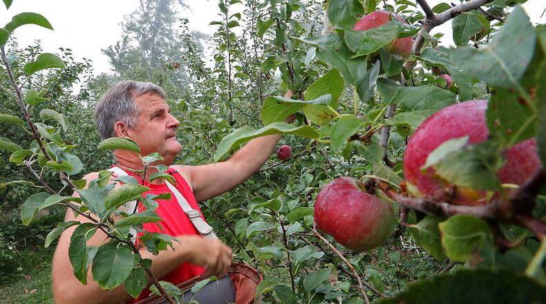 Mark Reaver picks apples in his orchard at Reaver Farms Tuesday. BILL LACKEY/STAFF