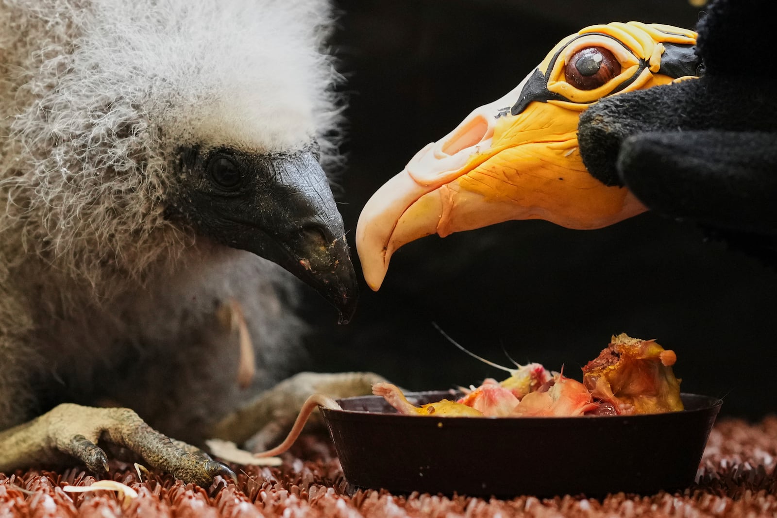 A lesser yellow-headed vulture that hatched three weeks ago is being fed by using a puppet that imitates a parent bird at the zoo in Prague, Czech Republic, Thursday, July 24, 2025. (AP Photo/Petr David Josek)