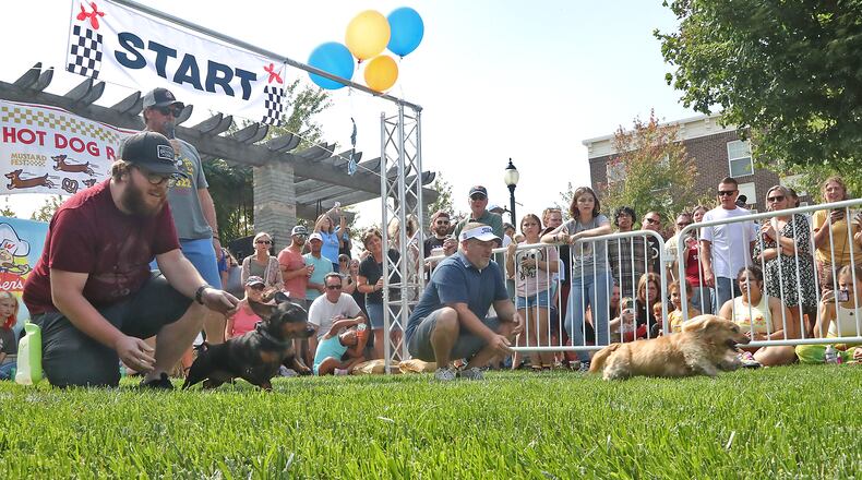 One of the highlights of MustardFEST is the Champion City Wiener Dog Races Saturday, Sept. 17, 2022 at National Road Commons Park in Springfield. BILL LACKEY/STAFF