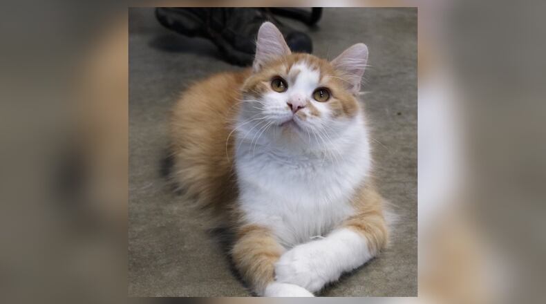 Meet Heathcliff! Heathcliff was a stray in Mechanicsburg. He was caught by a trap, neuter, return (TNR) group and was neutered. He was very sweet and pretty, so they asked Paws Animal Shelter if we could take him. We did, and he is an incredibly friendly cat. We had trouble getting pictures of him because he kept running over every time he saw us looking at him. He clearly loves to get attention and be petted and fussed over. Come visit him at 1535 West U.S. Highway 36, Urbana. Check out Paws at pawsurbana.com, on Facebook at facebook.com/paws.urbana, on Petfinder at petfinder.com or call 937-653-6233. Paws is in need of volunteers and foster homes. CONTRIBUTED