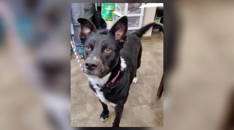 Tulip is a 47 lb. Border Collie mix, around 3-years-old. She is a very sweet-natured girl, who loves to play and cuddle. We have not seen any issues with other dogs here at the shelter however, we do recommend a meet-n-greet, prior to adopting. Her adoption fee is $111 this week, as she is the Pet of the Week. That includes her spay, vaccines, microchip, dog license, and a free vet check. If you are interested in meeting Tulip, call 937-521-2140. Clark County Dog Shelter is at 5201 Urbana Road, Springfield. CONTRIBUTED