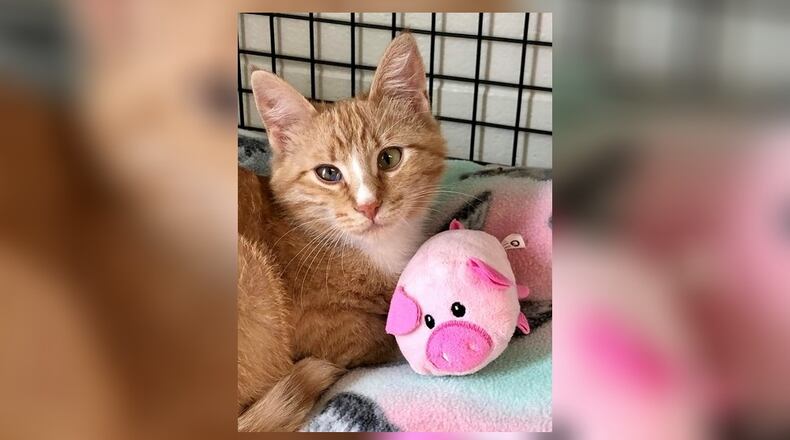 Ginnie is a pretty little 6-month-old orange tabby. She can be a little scared at first, but warms up to you very quickly. Ginnie loves to be petted and to play with her toys. She also likes the other kittens and will do well in just about any home. And it’s Christmas in July! For the rest of this month, adoption fees for any kittens born last year will be reduced to $50. Come meet Ginnie at the Paws Animal Shelter, 1535 West U.S. Highway 36, Urbana. Check out PAWS at www.pawsurbana.com, on Facebook at www.facebook.com/paws.urbana, on Petfinder at petfinder.com or call 937-653-6233. PAWS is in need of volunteers and foster homes. CONTRIBUTED