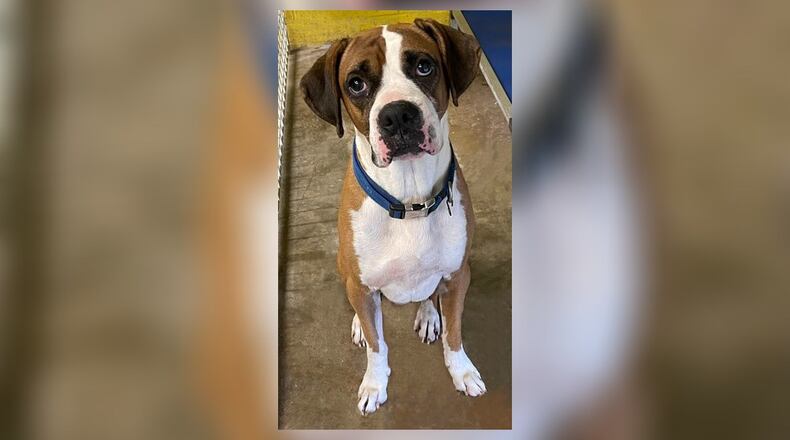 Meet Trip! He is an approximate 5-years-old, 52 lb. Boxer mix. Trip is a laid back guy and is looking for a home to settle down in. He seems to do well with other dogs but, we do always recommend a meet-n-greet, prior to adopting. His adoption fee this week is $77, as he is Clark County Dog Shelter’s Pet of the Week. This includes his neuter, vaccines, microchip, 2022 dog license, and a free vet check. Call 937-521-2140 and make an appointment to meet him. Clark County Dog Shelter is at 5201 Urbana Road, Springfield. CONTRIBUTED