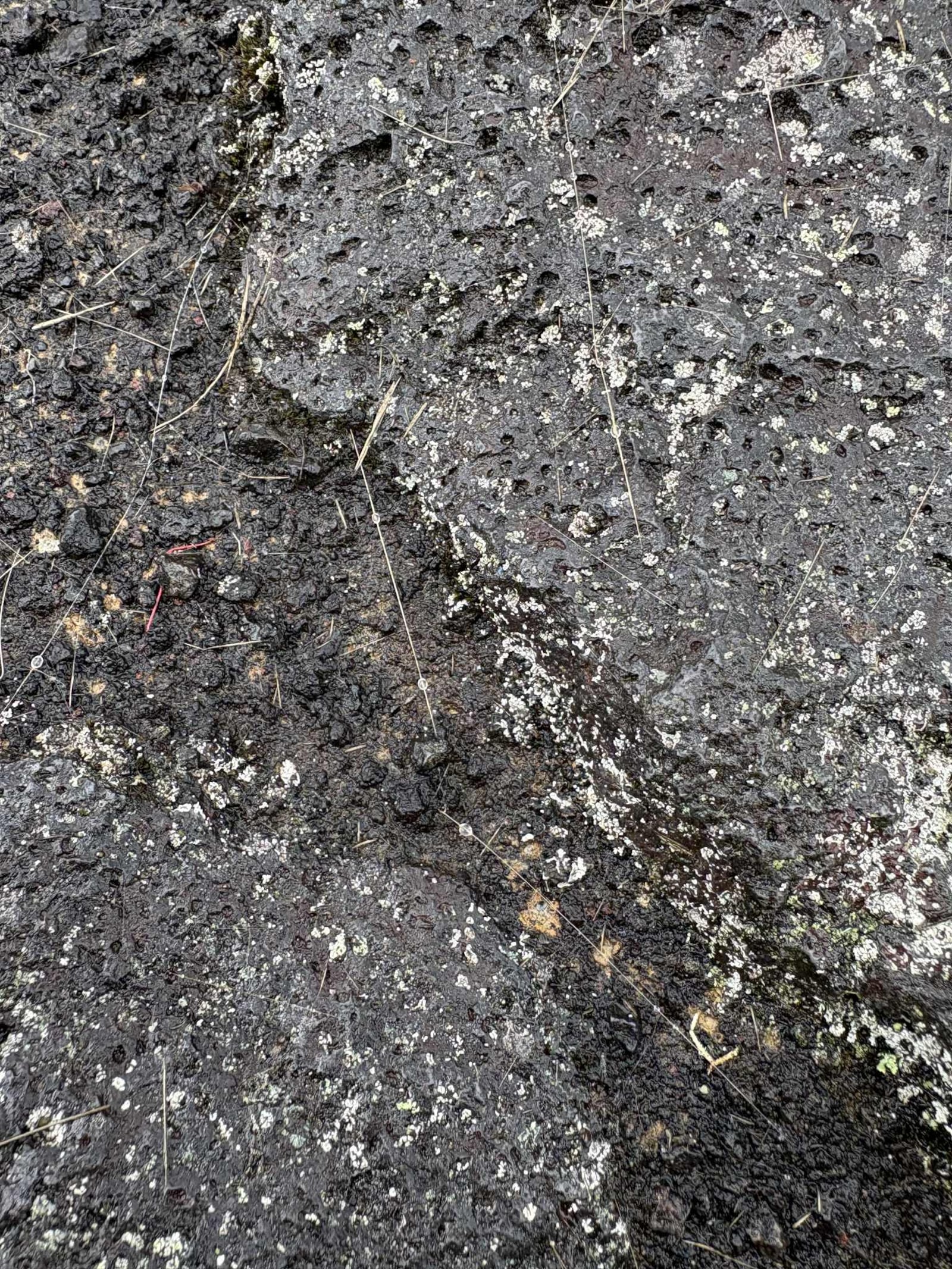 Closeup of Pele's Hair. CONTRIBUTED
