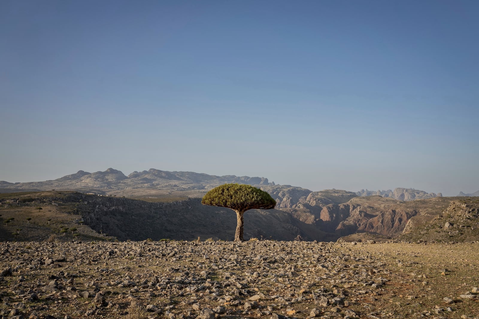 A dragon blood's tree sits above a canyon on the Yemeni island of Socotra on Sept. 18, 2024. (AP Photo/Annika Hammerschlag)