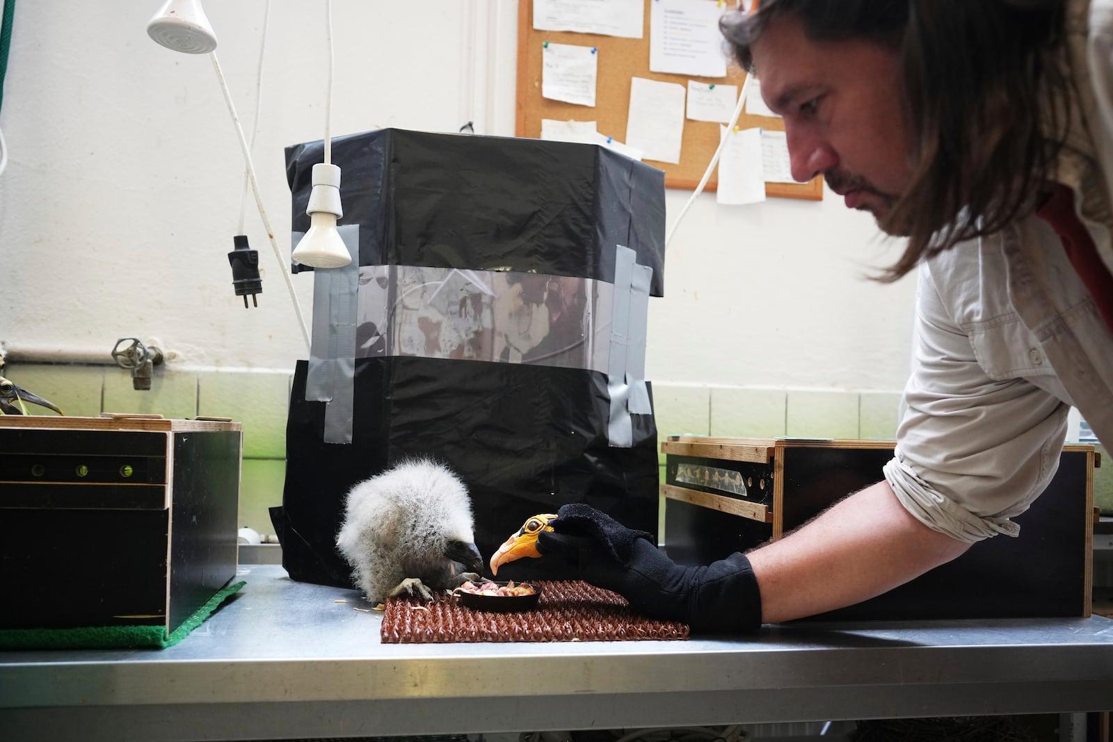A lesser yellow-headed vulture that hatched three weeks ago is being fed by using a puppet that imitates a parent bird at the zoo in Prague, Czech Republic, Thursday, July 24, 2025. (AP Photo/Petr David Josek)