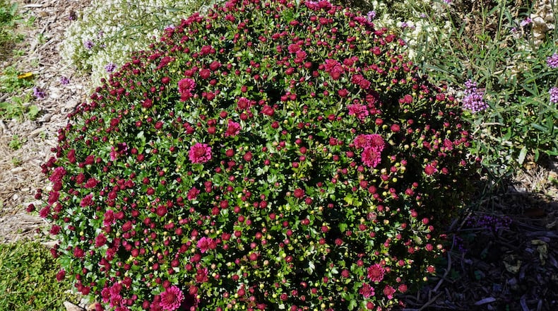 Proper care of decorative mums leads to successful overwintering. CONTRIBUTED