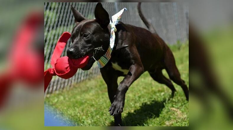 There will be fun and adventures ahead with Dundee. This cute guy is Australian Kelpie mix around a year old and 50 pounds of love and loyalty. Dundee’s adoption is $77 this week and that includes his neuter, vaccinations, microchip, license and vet check. Make arrangements to meet Dundee by calling 937-521-2140. Clark County Dog Shelter is at 5201 Urbana Road, Springfield. CONTRIBUTED