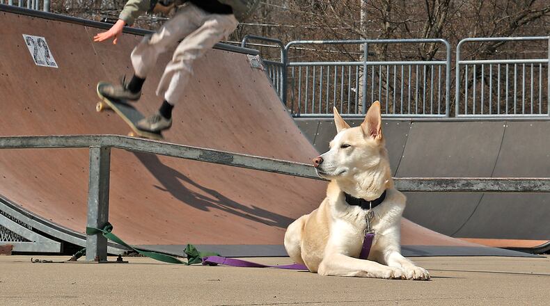 Bolt, a German Shepherd, is in the foreground as his owner, Colin Richards, used the Mitchell Boulevard Skatepark on March 27, 2023. BILL LACKEY/STAFF