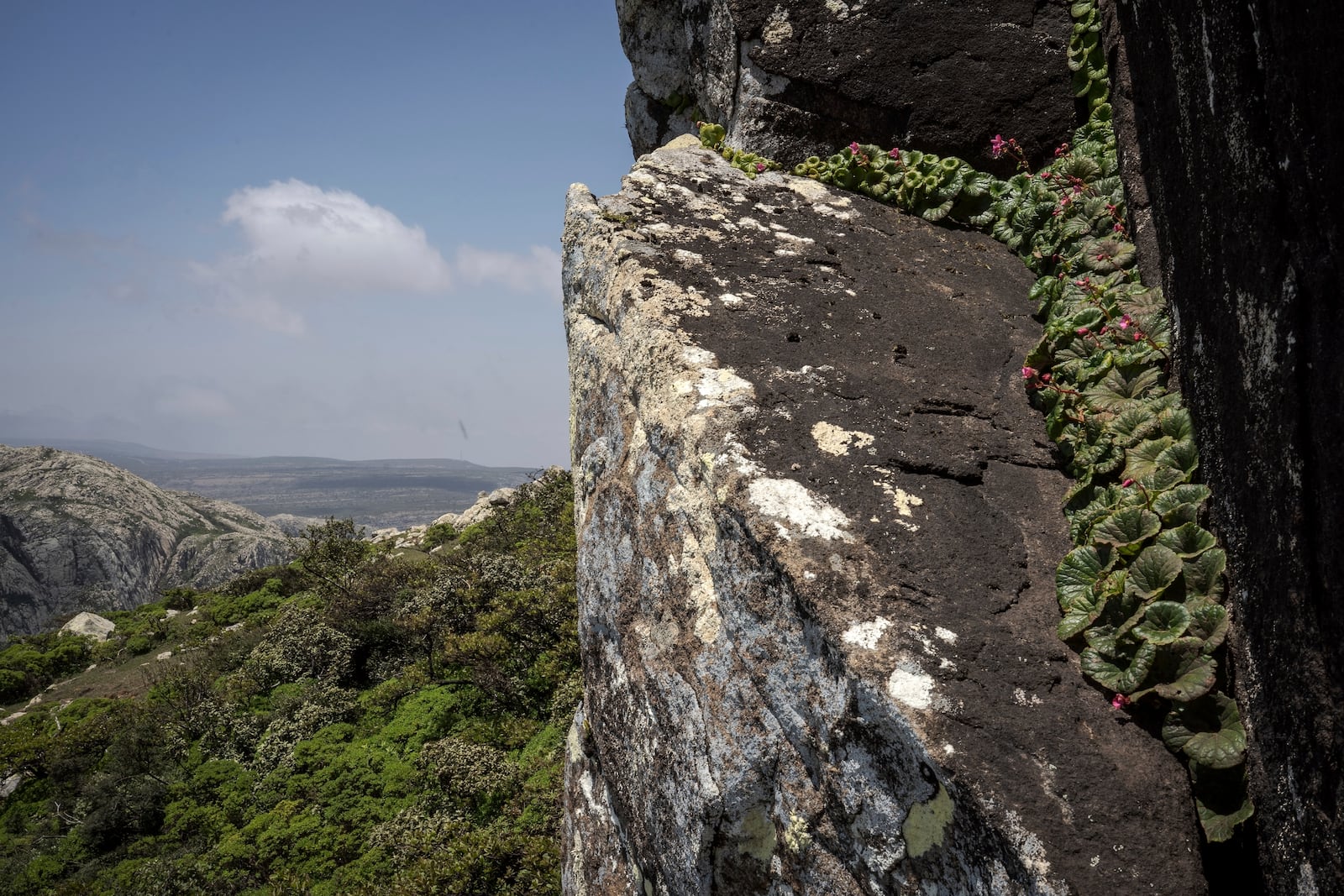 Begonia socotrana grows on a rock on the Yemeni island of Socotra on Sept. 19, 2024. (AP Photo/Annika Hammerschlag)