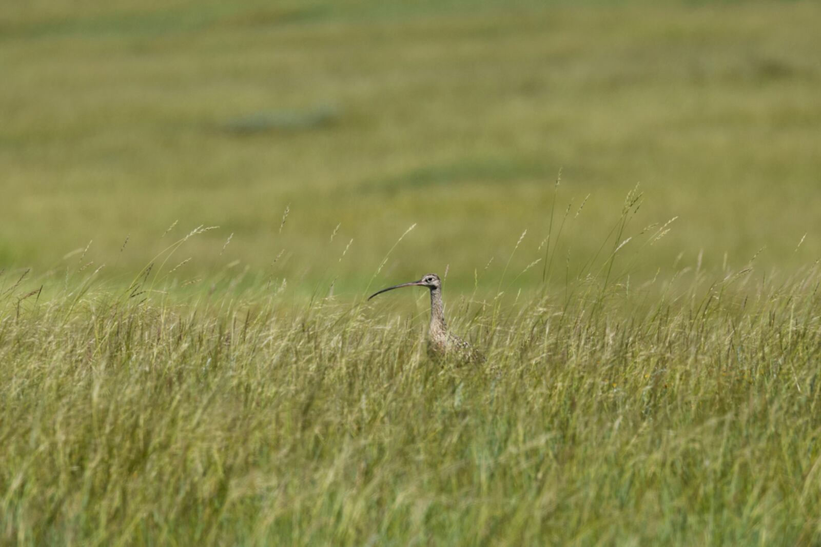 This photo provided by the Smithsonian in June 2024 shows a long-billed curlew at the Fort Belknap Indian Community in Montana. (Brett Kuxhausen/Smithsonian's National Zoo and Conservation Biology Institute via AP)