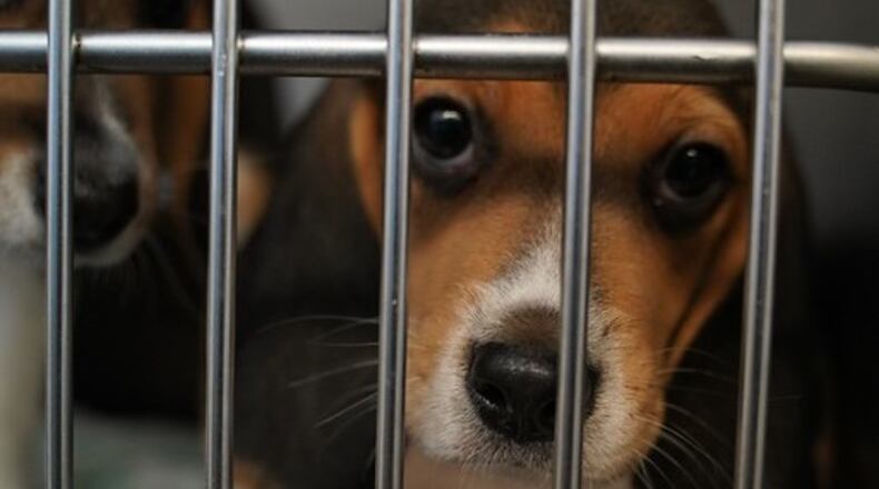 The Humane Society of Greater Dayton took in a dozen beagles out of 4,000 rescued from a facility in Virginia that was breeding the dogs to sell for animal testing | Photo provided by Humane Society of Greater Dayton