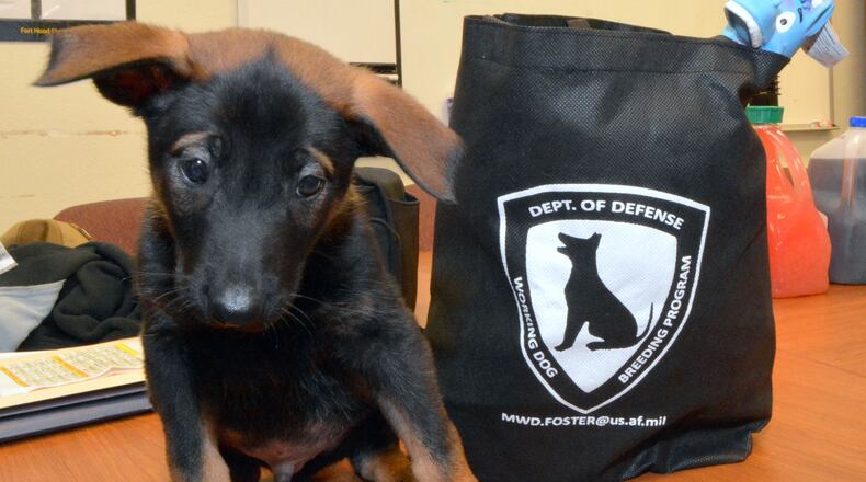 Ggwain, a Dutch shepherd with the Department of Defense Military Working Dog Center at Lackland Air Force Base in San Antonio, is seen at the Fort Hood Military Working Dog Kennel of the 89th Military Police Brigade in Fort Hood, Texas on Friday, Dec. 12, 2014. (AP Photo/Killeen Daily Herald, Bryan Correira)