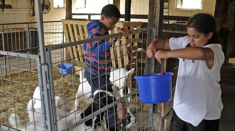 Prior to the coronavirus students at On the Rise farm work with farm animals. The farm closed for a year due to COVID-19 restrictions but has reopened with new safety protocols in place. Bill Lackey/Staff