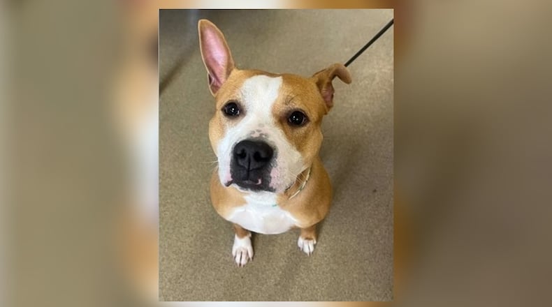 Meet Mazey. She is a 3-year-old, 46 lb. Pittie mix. Mazey is gentle, affectionate and great with people. She has shown no issues around other dogs and has a friendly demeanor. Take her home this week for $22, as she is Clark County Shelter’s Pet of the Week. Clark County Dog Shelter is at 5201 Urbana Road, Springfield. CONTRIBUTED
