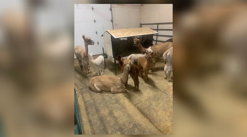 Holdfast Alpaca Farms will host its first spring fling event from 10 a.m. to 7 p.m. on Saturday, May 20, at 12026 Lower Valley Pike in Medway. Contributed