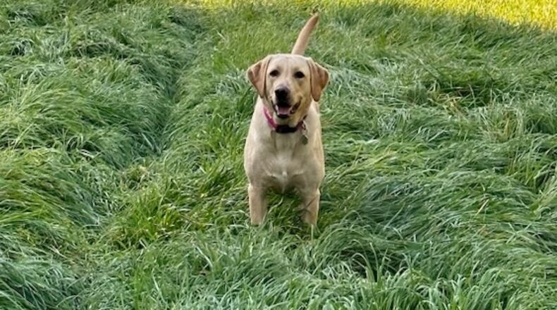 Addie with her tail up, recovered from limber tail. LAUREN JACK/CONTRIBUTED