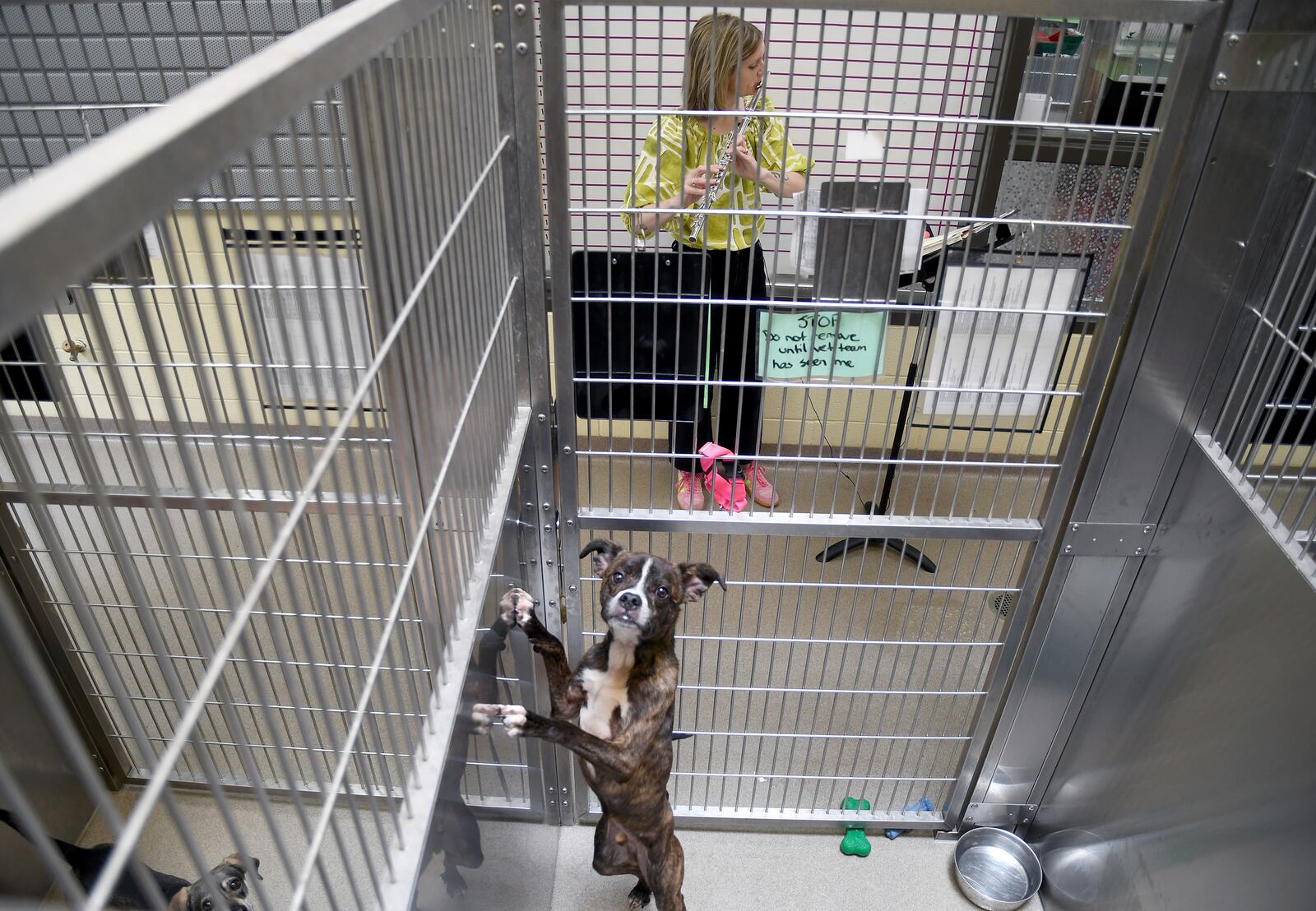 Sarah McDonner, a volunteer for Wild Tunes, which aims to soothe stressed shelter animals with live music, plays the flute at the Denver Animal Shelter, on Friday, May 30, 2025. (AP Photo/Thomas Peipert)