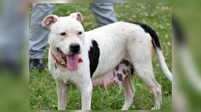 Vixen is a sweetie that was left in a park to find her own way. She is around 3-years-old, who obviously had pups at one time. She is scheduled for her spay and ready to go to her furever home. She’s around 55 pounds and will fit comfortably on your couch. Vixen will be spayed, inoculated, microchipped, vet checked and licensed for $22 as she is the Pet of the Week. Vixen is at the Clark County Dog Shelter, 5201 Urbana Road, Springfield. Call 937-521-2140 or visit www.facebook.com/clarkcountydogshelter for more information. CONTRIBUTED