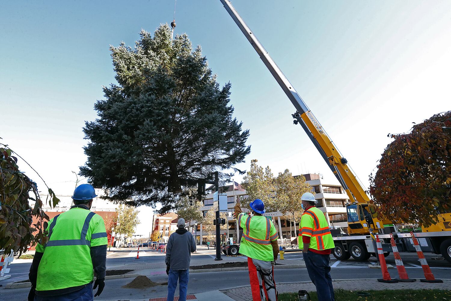110720 Springfield Tree