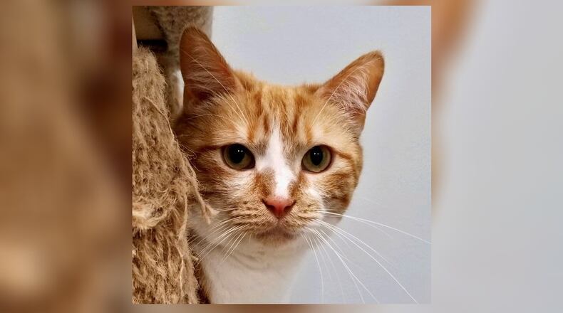 Richie is a 1-year-old neutered male. He’s an orange and white medium hair tabby who has been front declawed prior to finding his way to us. Richie isn’t so sure if he likes so many other cats in his space but he’s a very sweet and loving cat. Come visit Richie at the Cattery at the Paws Animal Shelter (PAWS), 1535 West U.S. Highway 36, Urbana. Check out PAWS at www.pawsurbana.com, on Facebook at www.facebook.com/paws.urbana, on Petfinder at petfinder.com or call 937-653-6233. CONTRIBUTED