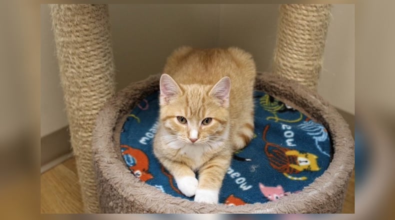 I’m Claire! I ended up in Paws Animal Shelter with my siblings after a superhero adventure. You see, we were just ordinary kittens until we discovered a strange, glowing stone. It gave us superpowers! We used our powers to help other animals, saving them from tall trees and tight corners. But one day we were caught in the act by a kind-hearted human. He brought us to the shelter, where we could be safe and find loving homes. I’m playful, curious, and sweet. I love to explore and play with my siblings. To apply to adopt any of our cats or kittens, fill out the on-line application at pawsurbana.org. Come visit me at the Paws Animal Shelter, 1535 West U.S. Highway 36, Urbana. Check out Paws at pawsurbana.com, on Facebook at facebook.com/paws.urbana, on Petfinder at petfinder.com or call 937-653-6233. Paws is in need of volunteers and foster homes. CONTRIBUTED