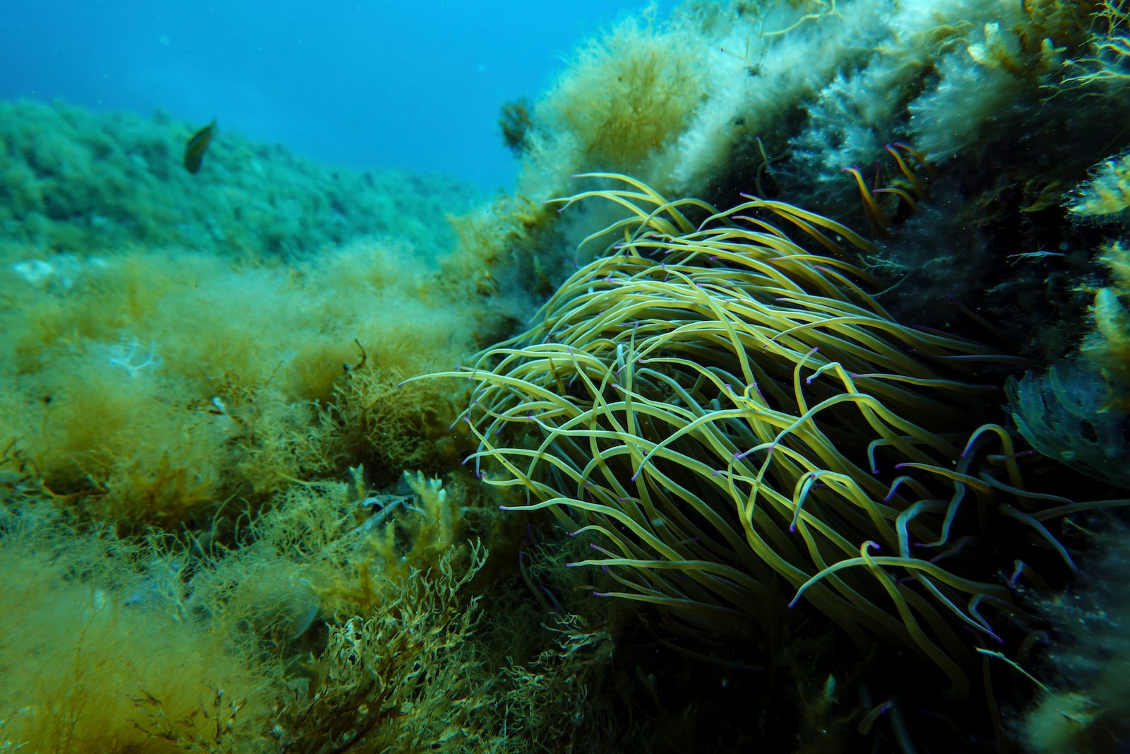 Anemone is visible in the protected area of France's Port-Cros National Park ahead of the U.N. Ocean Conference, Saturday, June 7, 2025, (AP Photo/Annika Hammerschlag)