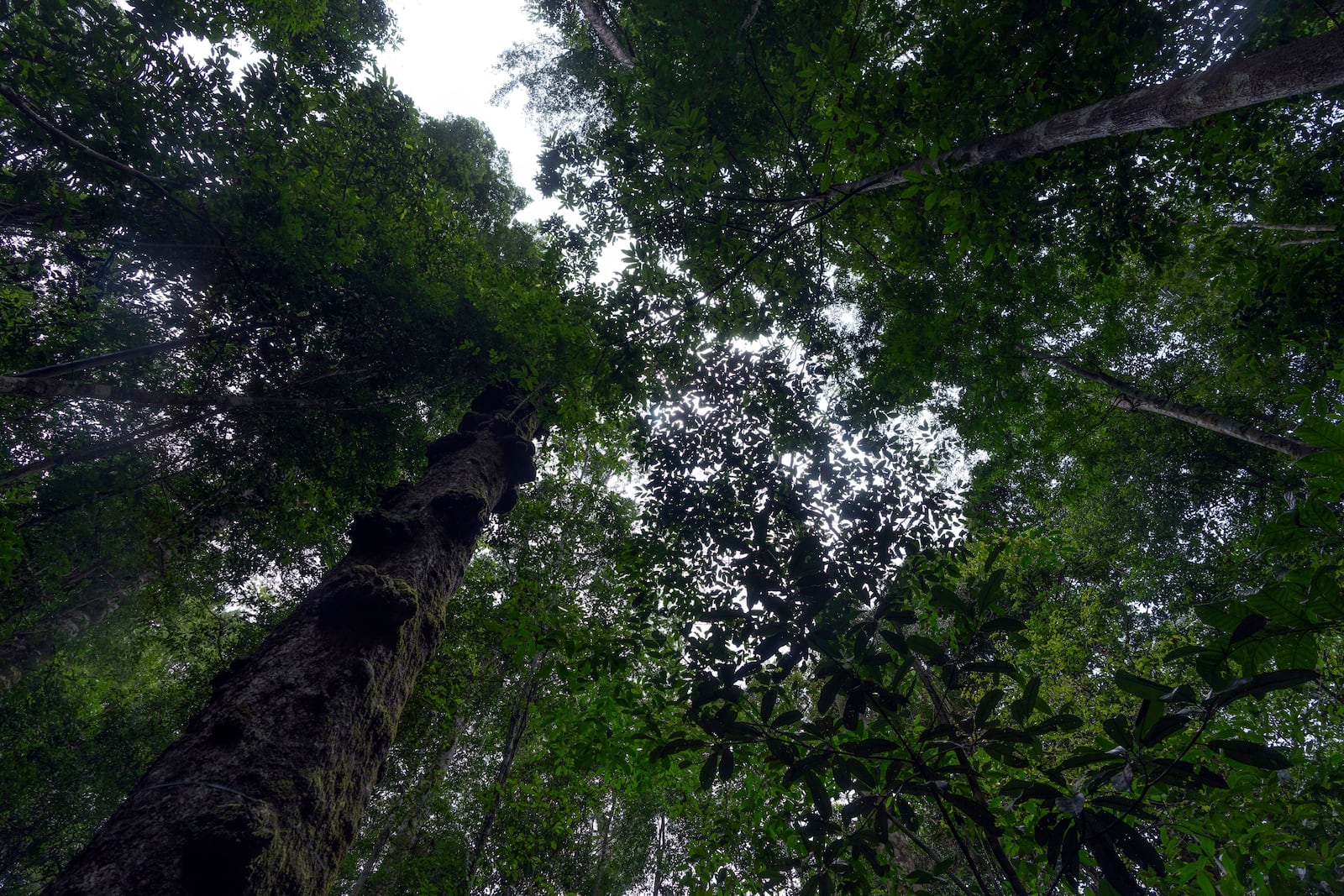 Natural forest density is visible in the Esecaflor project control area in the Caxiuana National Forest, Para state, Brazil, Thursday, March 20, 2025. (AP Photo/Jorge Saenz)