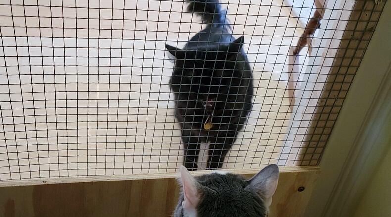 Wednesday first seeing Pip and hissing at him. KARIN SPICER/CONTRIBUTOR