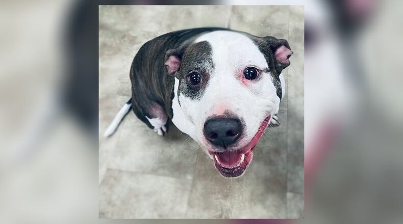 My name is Diesel! I was dog-napped from my family in Columbus in 2024 but after they were notified, I was here, they never came to get me. I am aged but I still have lots of life left in me. I am fully potty trained, and I can hold it for long periods of time. I get along well with my roommates where I live, but I would like to meet my new siblings if I am getting any. I love treats and toys. I am strong when I am leashed but I can work on that with time. I am $22 to adopt this week since I am the pet of week. Clark County Dog Shelter is at 5201 Urbana Road, Springfield. CONTRIBUTED