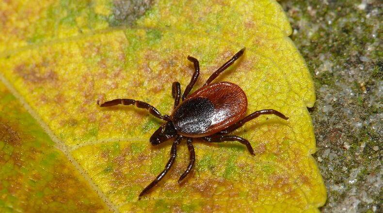 State health officials are warning outdoor enthusiasts to be on the lookout for blacklegged “deer” ticks in Ohio. The ticks are growing in population, which could mean an increase in Lyme disease and other infections they can transmit to humans. Female blacklegged tick on a leaf. PHOTO/PROVIDED