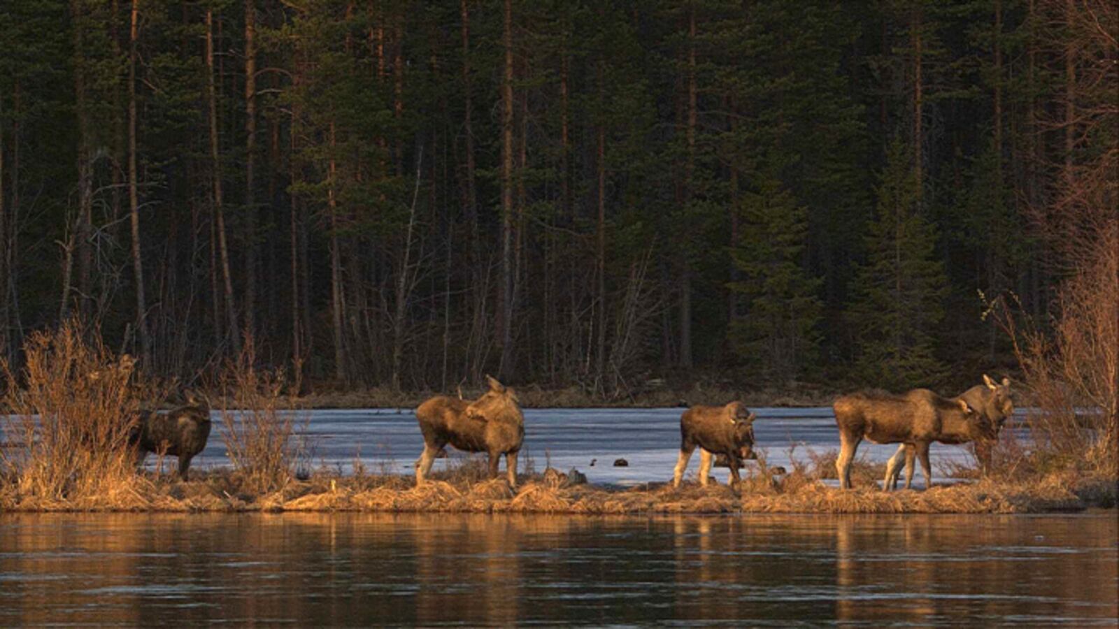 This undated photo, issued by SVT, shows Moose in Junsele, Sweden during preparations for the livestream 'The Great Moose Migration' to document the annual Moose migration near Kullberg in northern Sweden. (SVT via AP)