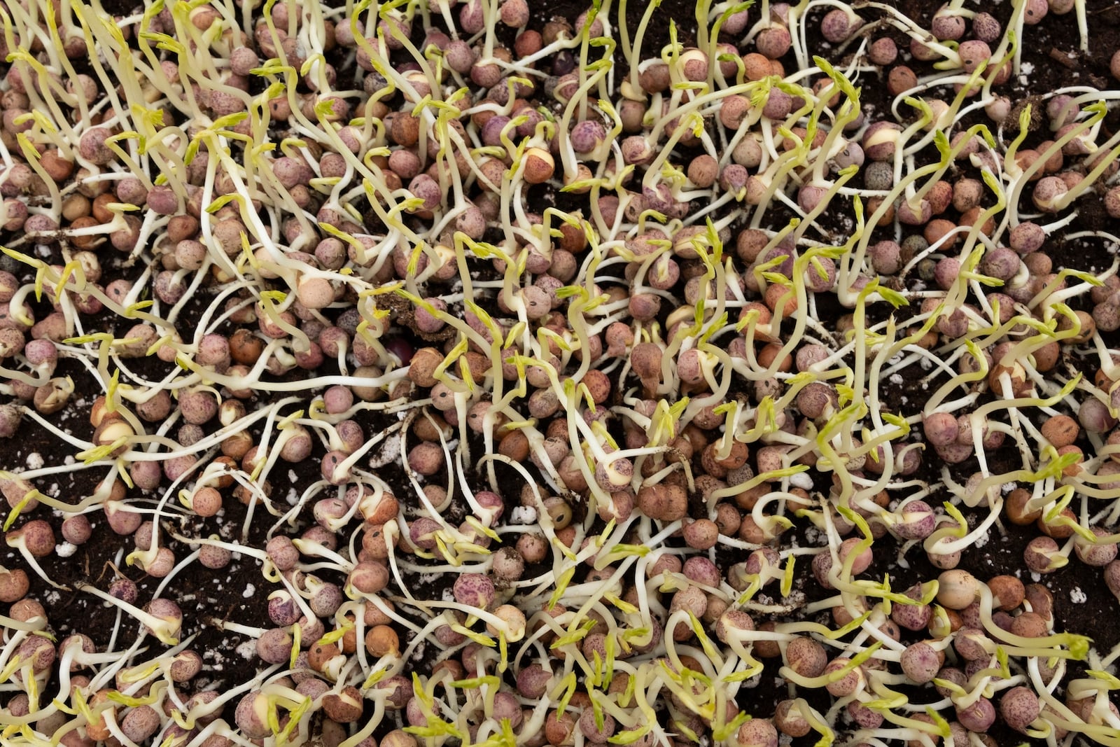Seedlings grow at Bolton Farms, a hydroponic farm, on Friday, March 21, 2025, in Hilton, N.Y. (Caitlyn Daproza via AP)