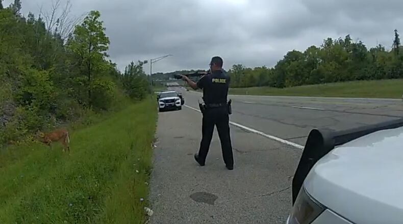 A Colerain Twp. police officer attempts to move a "zombie deer" away from the road. Zombie deer have been bitten by gnats and picked up a disease that causes them to stare and not be deterred by loud noises. CONTRIBUTED/COLERAIN POLICE