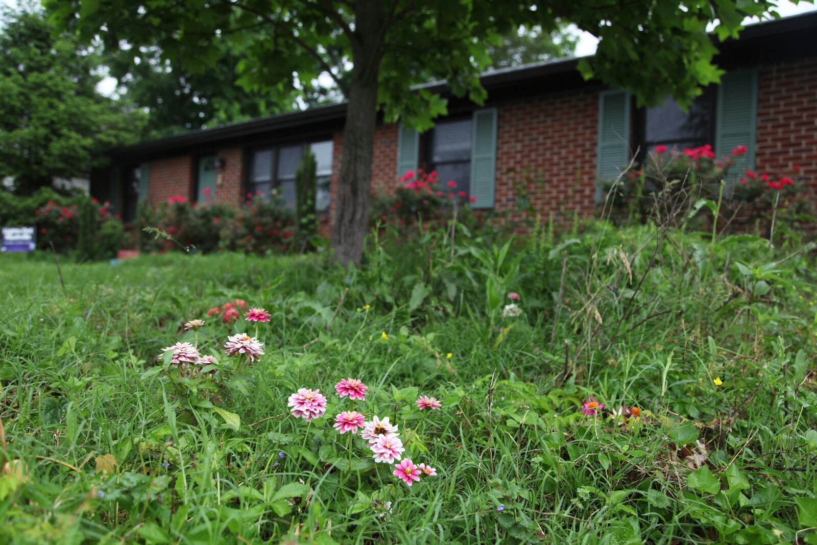 Flowers and tall grass cover the lawn of Amanda Beltranmini Healen in Nashville, Tenn., Monday, May 19, 2025, who participates in No Mow Months to improve water retention and encourage pollinators. (AP Photo/Kristin M. Hall)