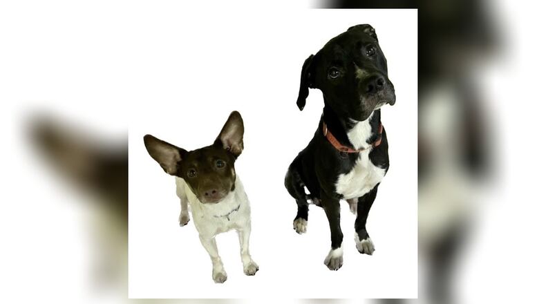 Meet Tebow and Tiny! These two were picked up the first week of January. They were traveling together, sleeping together, and obviously best pals. We’ve offered them as a pair for $133 and, no interests. So, with just a little more effort, we are making a special pet of the week for them. Tebow (the Jack Russell Mix) weighs about 15 lbs. and Tiny (the lab Mix) weighs about 55 lbs. They are both friendly and love people. Their new adoption price is $44 total, for the both of them. That includes their neuter, vaccinations, heartworm check, microchip, dog license and a free vet checkup. If you are interested in keeping these sweet boys together, call 937-521-2140. Clark County Dog Shelter is at 5201 Urbana Road, Springfield. CONTRIBUTED