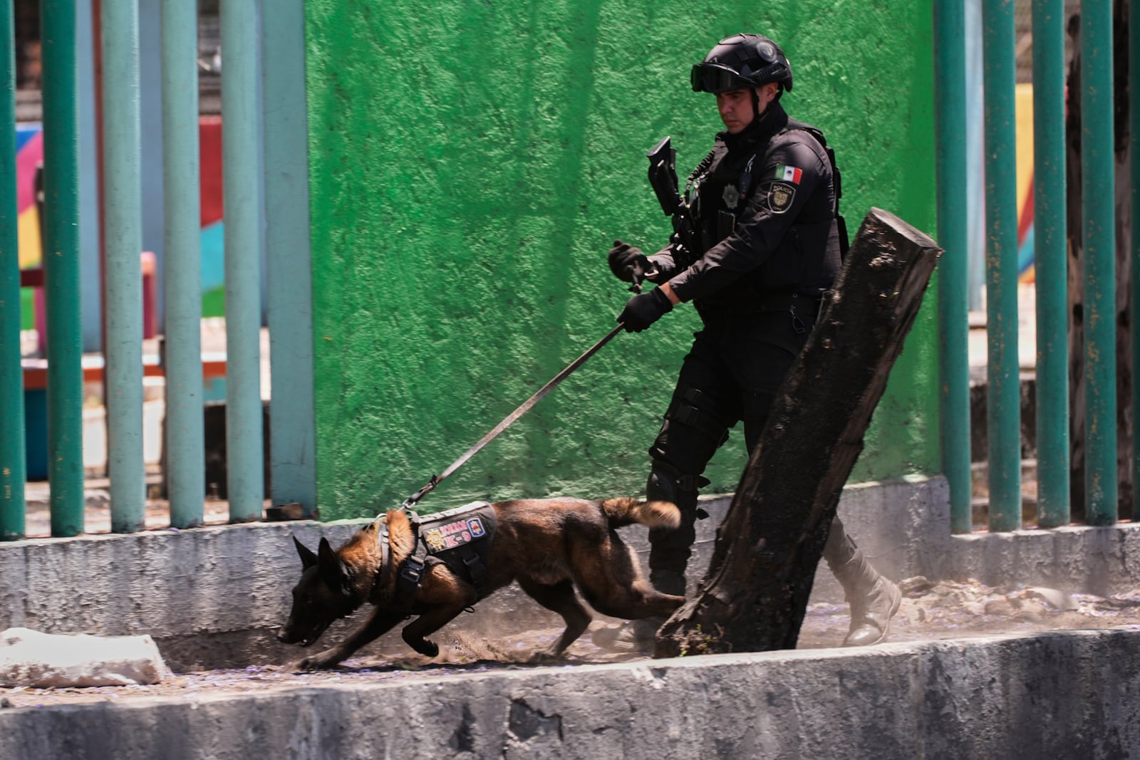 A K-9 police dog sniffs the ground at a park in Mexico City, Friday, April 11, 2025. (AP Photo/Marco Ugarte)