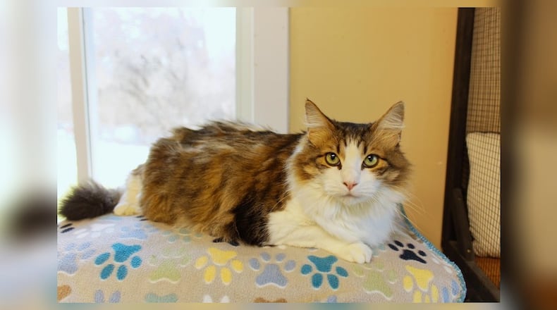 Hi there, I’m Luna! I’m known for my sweet and gentle nature at the shelter. I love a good pet, and I’m always ready to greet you with a purr. My ideal day includes lots of relaxing and pets from anyone willing to give them. If you’re looking for a loving companion to share your home and heart with, I promise to fill your days with warmth and affection. Come visit me at Paws Animal Shelter, 1535 West U.S. Highway 36, Urbana, online at pawsurbana.org, Facebook at facebook.com/paws.urbana, on Petfinder at petfinder.com or call 937-653-6233. Paws is in need of volunteers and foster homes. CONTRIBUTED