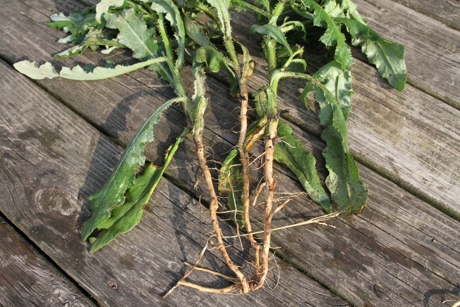 Thistles have extensive taproots that help with the spread; if digging, be sure to get all the taproot. CONTRIBUTED PHOTO