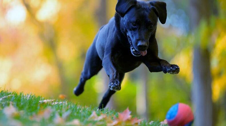 Teddy in the backyard running after his ball. KALI GIESCKE OF PAWZ TO POSE PETS/CONTRIBUTED