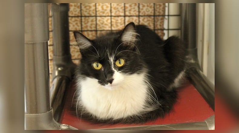 Hello, I’m Beauty. I have a heart full of love and a spirit eager to play. My days are filled with chasing toys, and my nights are spent purring in contentment. People are my favorite; I just can’t get enough of their company. Their gentle strokes and sweet whispers make my day. However, I must confess, I’m not a fan of other felines. I prefer to be the queen of my own castle. I dream of a home where I can be the center of attention, sharing my sweetness and playfulness with a loving family. Come visit me at the Paws Animal Shelter, 1535 West U.S. Highway 36, Urbana. Check out Paws at pawsurbana.com, on Facebook at facebook.com/paws.urbana, on Petfinder at petfinder.com or call 937-653-6233. To apply to adopt any of our cats or kittens, visit pawsurbana.org. Paws is in need of volunteers and foster homes. CONTRIBUTED