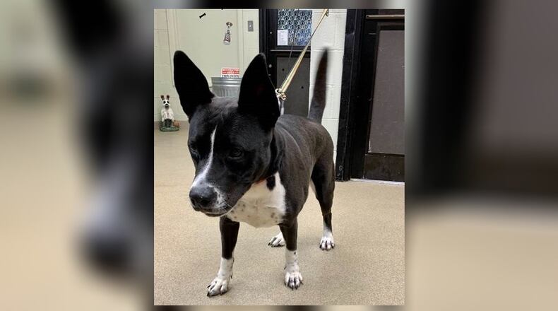 Bella, a 3-year-old mixed breed, is looking for a new home. She is very sweet, housebroke, gets along with others dogs, and loves children. This week only, Bella is $22 because she is the pet of the week. That price includes her alteration, vaccinations, microchip, dog license and a free vet check. Bella is at the Clark County Dog Shelter, 5201 Urbana Road, Springfield. The shelter can be reached at 937-521-2140, or visit www.facebook.com/clarkcountydogshelter for more information. CONTRIBUTED