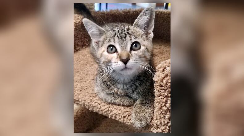 Annie Oakley is a very sweet little female kitten who loves to be held and just purrs and purrs. She has a little sister and five brothers who love to cuddle with her. It might be good to take two together. Come meet them at the Paws Animal Shelter, 1535 West U.S. Highway 36, Urbana. Check out PAWS at www.pawsurbana.com, on Facebook at www.facebook.com/paws.urbana, on Petfinder at petfinder.com or call 937-653-6233. PAWS is in need of volunteers and foster homes. CONTRIBUTED
