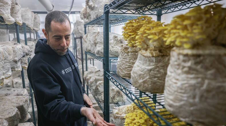 Michael Goldstick, an owner and sales manager at Guided By Mushrooms, talks about golden oyster mushrooms at the company's farm in New Lebanon on Tuesday. BRYANT BILLING / STAFF