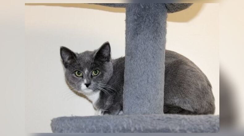 Meet Chelsie! Chelsie was found as a stray in Urbana. She showed up at a feral cat colony that a nice lady in Urbana feeds every day. Chelsie was just a young kitten when she first appeared, and then she disappeared for a couple weeks. Once she was brought in to Paws Animal Shelter she was tested and went through quarantine. She is now in one of our kitten rooms and is doing very well. She’s used to her roommates, and is a very sweet, quiet kitten. Chelsie would love to have a family of her own to play with her and hold her. She’s on the quiet side so she would do best in a calm home. Come visit her at the Paws Animal Shelter, 1535 West U.S. Highway 36, Urbana. Check out Paws at pawsurbana.com, on Facebook at facebook.com/paws.urbana, on Petfinder at petfinder.com or call 937-653-6233. Paws is in need of volunteers and foster homes. CONTRIBUTED