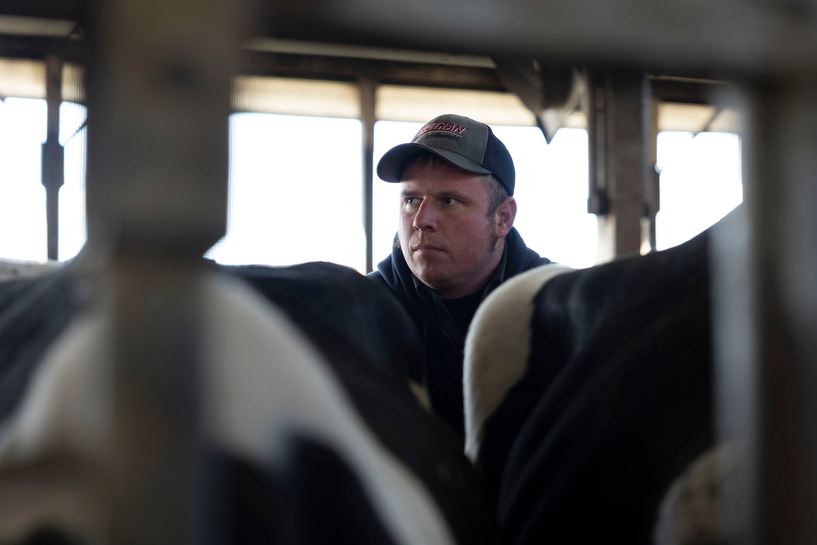 Dairy farmer Jeremy Brown inseminates a cow at Twin Birch Dairy on Friday, March 21, 2025, in Skaneateles, N.Y. (Caitlyn Daproza via AP)