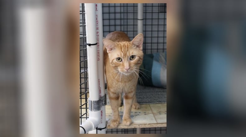 Hello, I’m Rusty! I’m a friendly feline who loves to explore. My curiosity is as big as the world itself, always seeking out new adventures and discoveries. I’m also quite independent, content to spend time alone, but always ready to share a moment of affection. I was found on the side of the road, a bit lost, but now I’m ready to find my forever home. Adopting me means gaining a loyal companion who will provide you with endless entertainment and unconditional love. Come visit me at the Paws Animal Shelter, 1535 West U.S. Highway 36, Urbana. Check out Paws at pawsurbana.com, on Facebook at facebook.com/paws.urbana, on Petfinder at petfinder.com or call 937-653-6233. To apply to adopt any of our cats or kittens, visit pawsurbana.org. Paws is in need of volunteers and foster homes. CONTRIBUTED