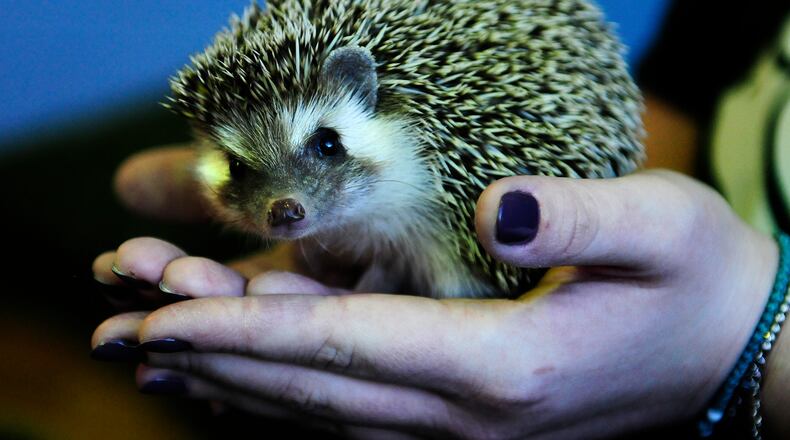 The Boonshoft Museum of Discovery’s Walnut the hedgehog agreed with groundhogs Punxsutawney Phil and Ohio's Buckeye Chuck on Friday, Feb. 2, 2024. Walnut did not see her shadow and forecasted an early start to spring. According to Boonshoft, the annual tradition actually is a nod to the ancient Roman custom of Candlemas Day, where hedgehogs initially were used to predict spring. MARSHALL GORBY\STAFF