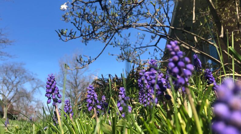 Grape hyacinth flowers poke the the grass in a Kettering yard on a sunny Easter Sunday, 2022.